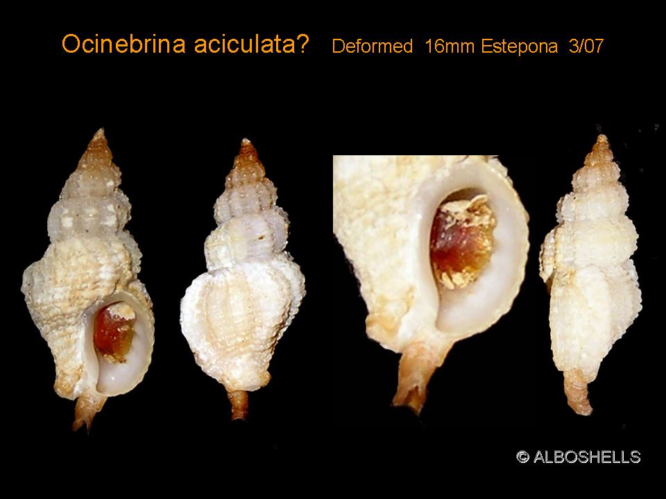 Ocinebrina nicolai